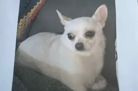 Lost Dog Alert: White Missing in Playford