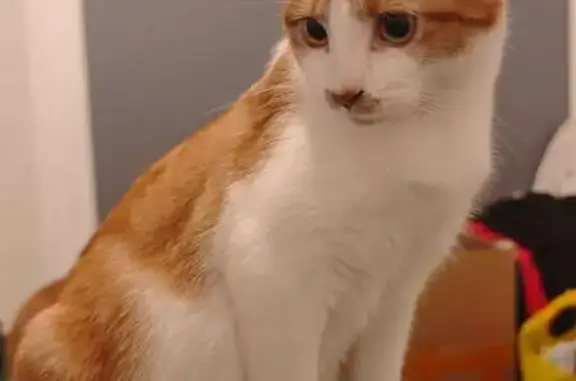 Missing cat Darebin, photo: Lost Cat: Orange & White, Saint Vigeons Rd