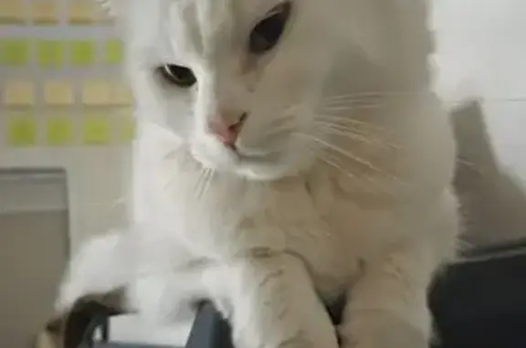 Missing cat , photo: Lost: Soonae, Fluffy Cat with Unique Eyes