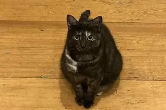 Missing cat Ku-ring-gai Council, photo: Lost Petite Tortoiseshell Cat - Ku-ring-gai