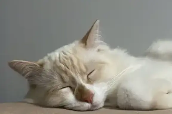 Gatos perdidos, , foto: Gato Perdido en Las Reigadas, Liencres
