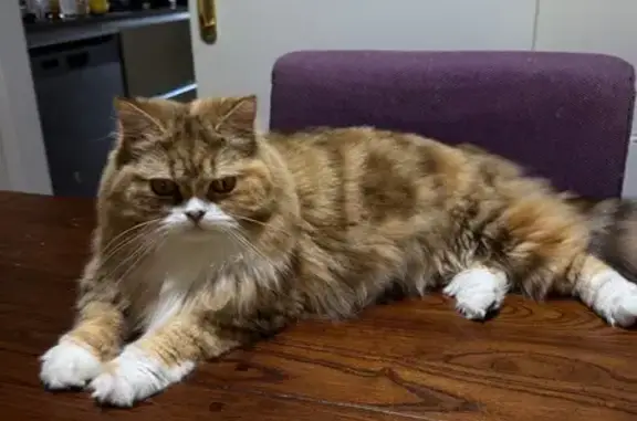 Gatos perdidos, Cambrils, foto: ¡Ayuda! Gata Céline perdida en Vilafortuny