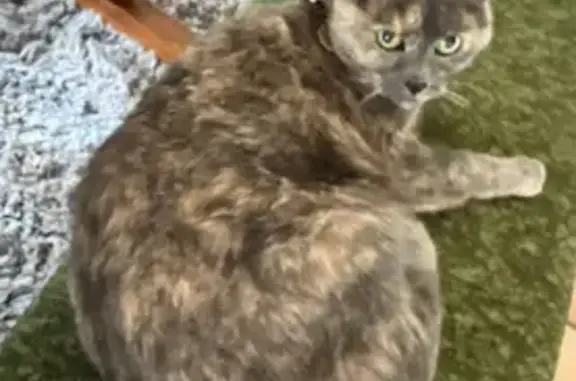 Lost 18-Year-Old Tortie Cat in Memphis