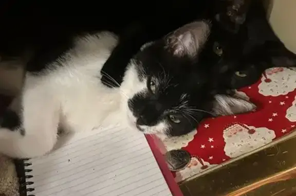Lost Kitten: Unique Moustache, Raynham Ave