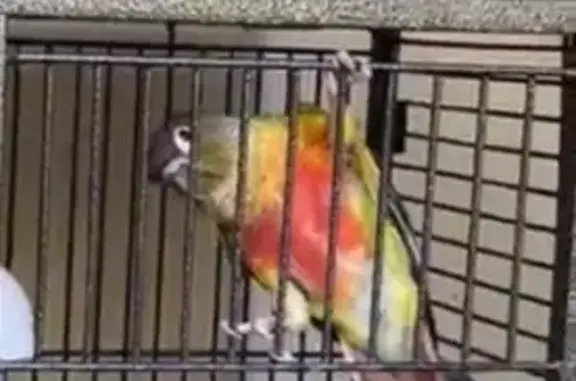 Deux oiseaux verts perdus à Grenoble - photo