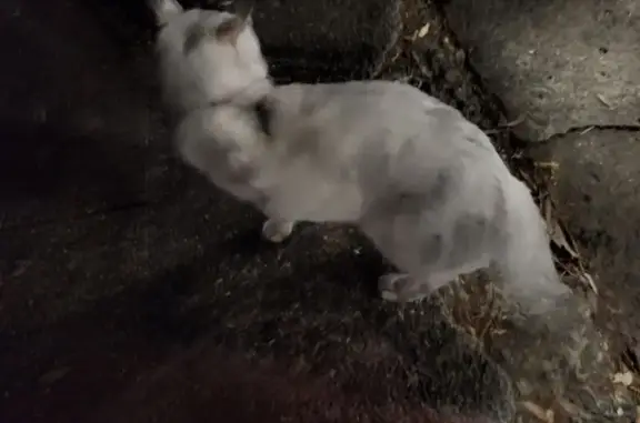 Found cat , photo: Found: Friendly Grey/White Cat in Lane Cove