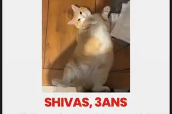 Chat roux perdu, ventre/pattes blanches - photo