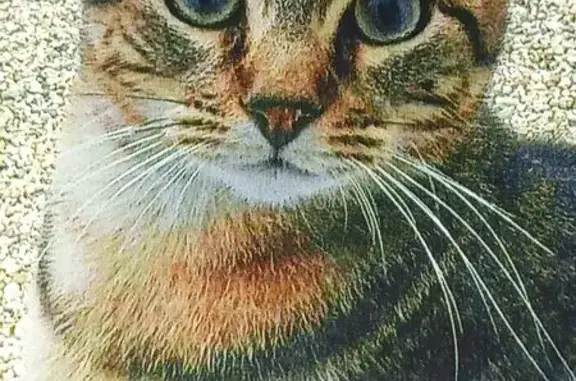 Chat gris perdu après déménagement - photo
