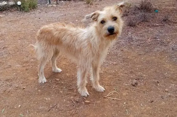 Chien perdu Saint-Raphaël, photo : Chien perdu, pelage sable, Amêndoa