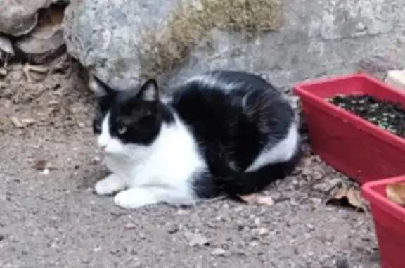Jeune chatte noire et blanche perdue - photo