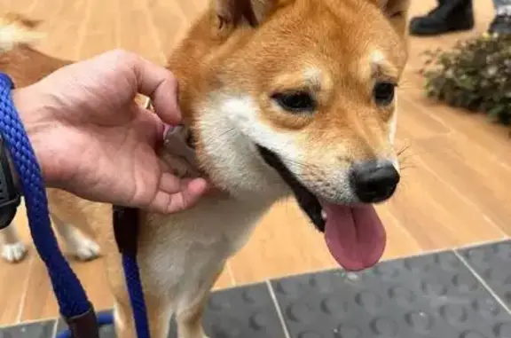 Found Shiba Inu: Green & Pink...