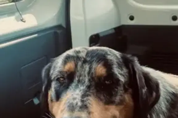 Chien perdu : Arlequin Beauceron fugueur - photo