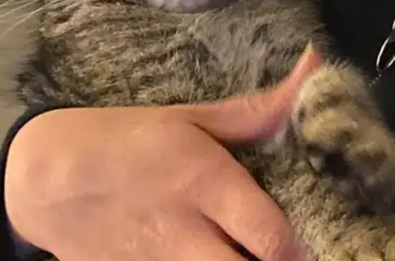 Missing cat , photo: Lost Tabby: Distinct Nose Dot in NSW