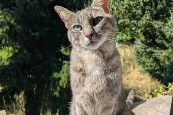 Animaux perdus Wavrin, photo: Chat tigré gris perdu à Wavrin