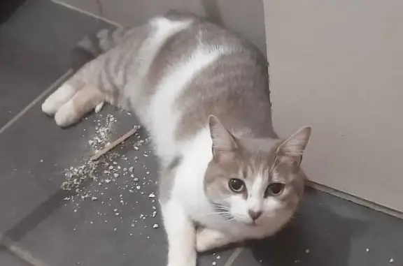 Help Find Luna: Lost Cat in Pi...