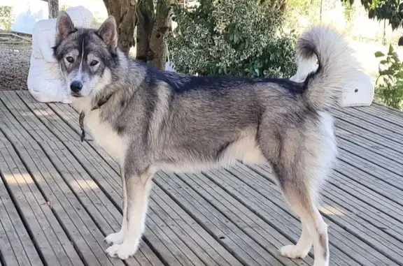 Chien perdu Nouvelle-Aquitaine, photo : Chien perdu : Husky gris peureux, ULYSSE