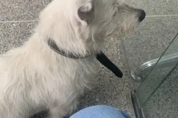 cachorro encontrada