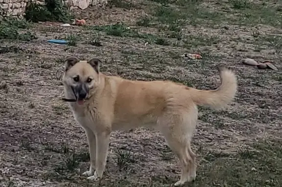 Chien perdu Nouvelle-Aquitaine, photo : Chienne peureuse Carlla en fuite avec huskies