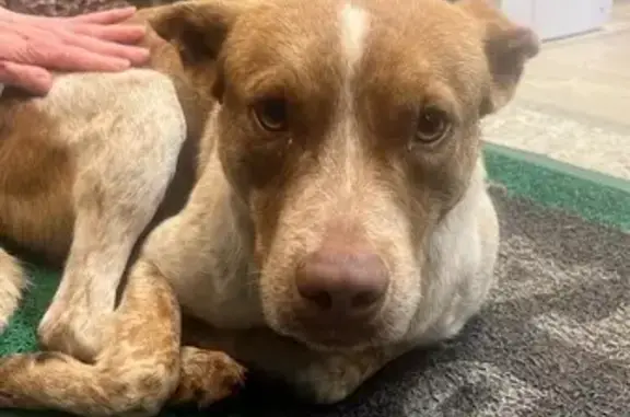 cachorro encontrada