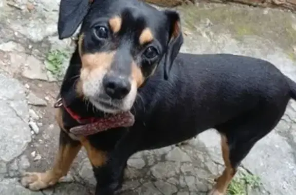 cachorro encontrada
