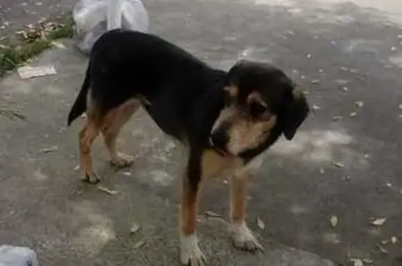 cachorro encontrada