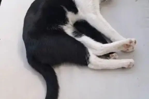 Búsqueda de mascotas, foto: ¡Gato Perdido en Pozuelo: Sociable y Asustadizo!