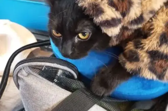 Chatte noire perdue, yeux verts, boîtant - photo