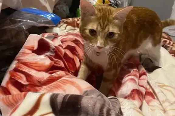 Friendly Orange & White Cat Lost in Vancouver