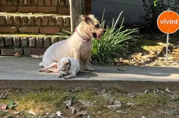 Found dog Decatur, photo: Found: Two Dogs on Flakes Mill Rd, Decatur