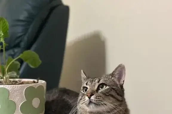 Lost Cat: Brown/Gray, Cut Ear - Dunvegan