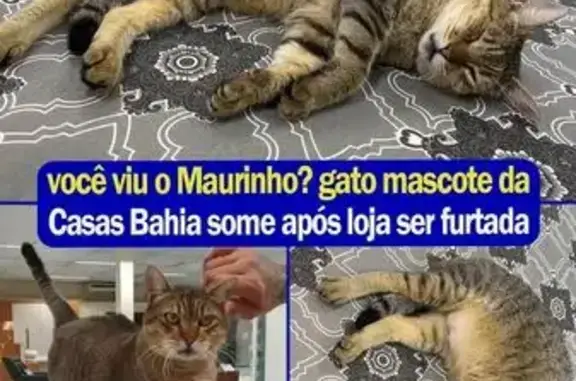 gato desaparecida