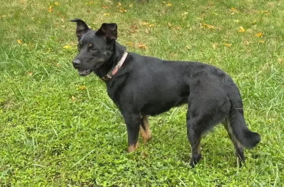 Found dog Battle Ground, photo: Found Dog: Black & Tan, Pink Collar
