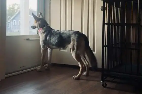 Help Find Skittish Lily: Lost in West Bend