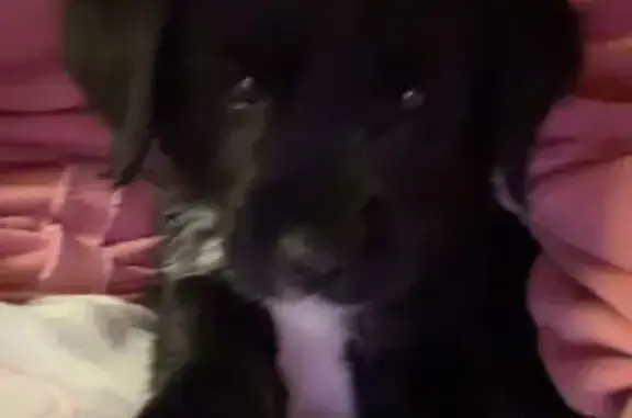 Lost Dog Remi: Black with White Chest