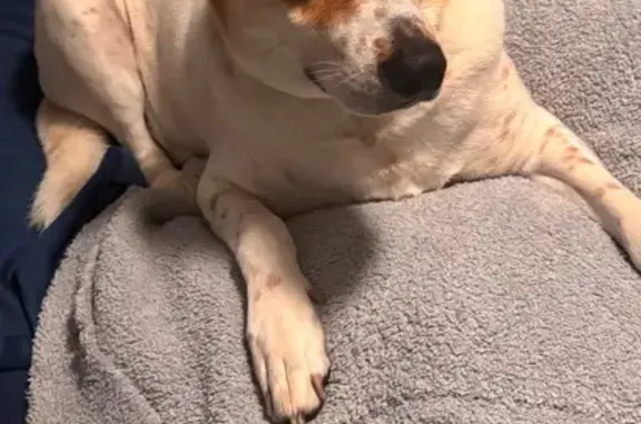 Lost Husky Mix: Thor Missing in Havelock!
