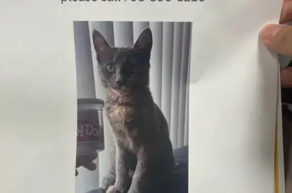 Lost Cat: Grey Kitten in Oak Lawn