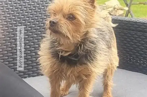 Yorkshire Terrier mâle perdu à Livarot - photo