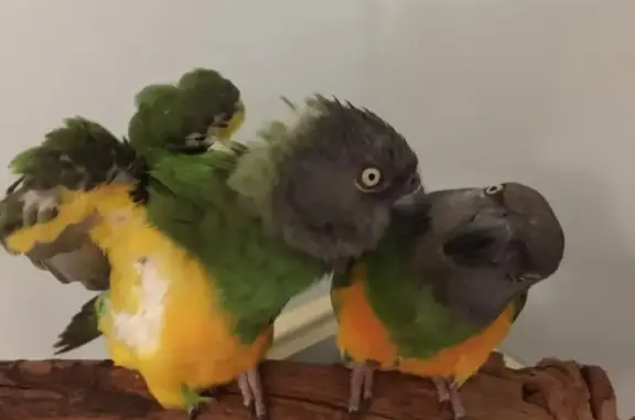 Lost pets Downers Grove, photo: Lost Green & Yellow Parrot in Downers Grove