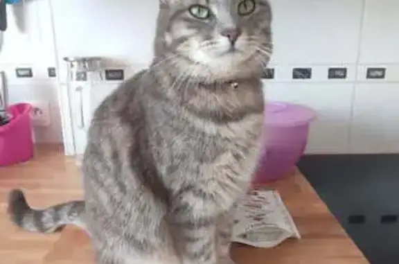 Chatte tigrée grise-blanche perdue à Yzeure - photo