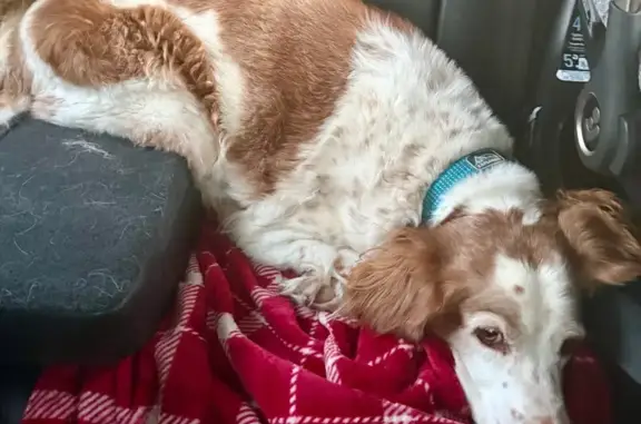 Lost Brittany Dog: White/Brown, East Brooks