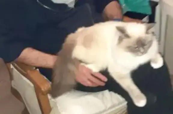 Chatte sacrée de Birmanie perdue, malade - photo