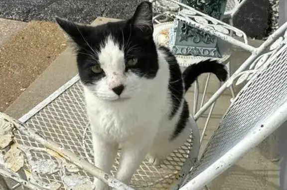 Missing cat Granite City, photo: Lost Cat Alert: Friendly White & Black Trax