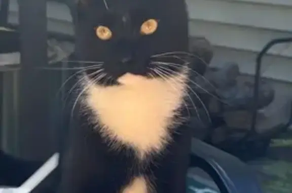 Lost Tuxedo Cat in Saco: White Paws