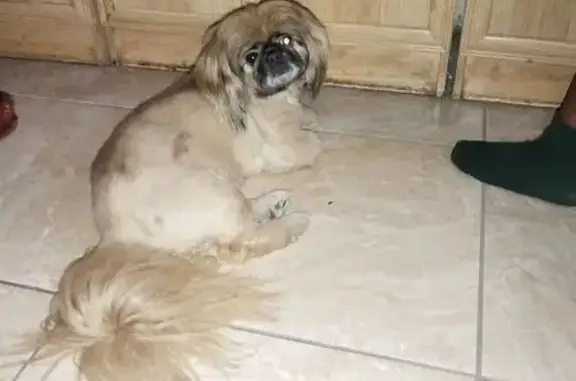 Found dog Pretoria, photo: Found: Brown Dog on Clara St, Pretoria