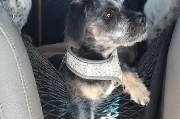 Lost Dog in Forest: Red Collar, No Tags