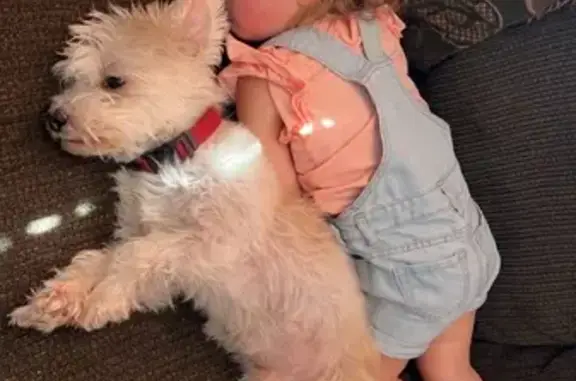 Lost Morkie Bentley: Help Find Him!