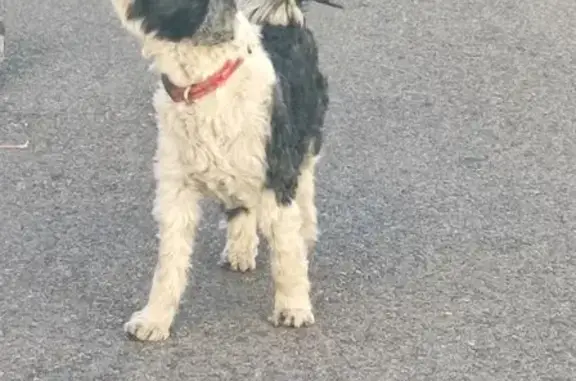Chien noir et blanc trouvé près école StBarnabé - photo