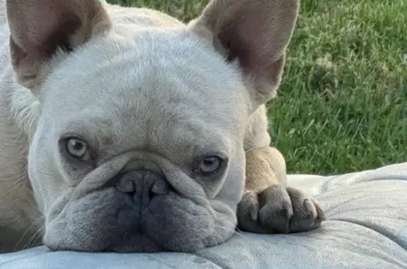 Lost Frenchie on Durfee Ave, Pico Rivera