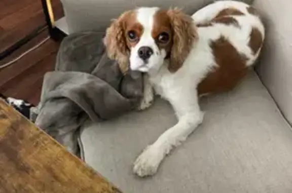 Lost Dog: April, Tri-Color Cavalier