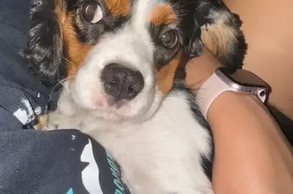 Lost Tri-Color Cavalier in Coalgate